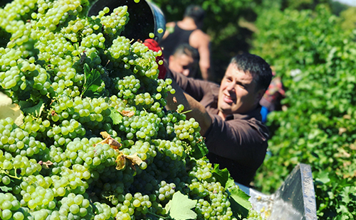 摩尔多瓦红酒代理生意在南宁怎么样?