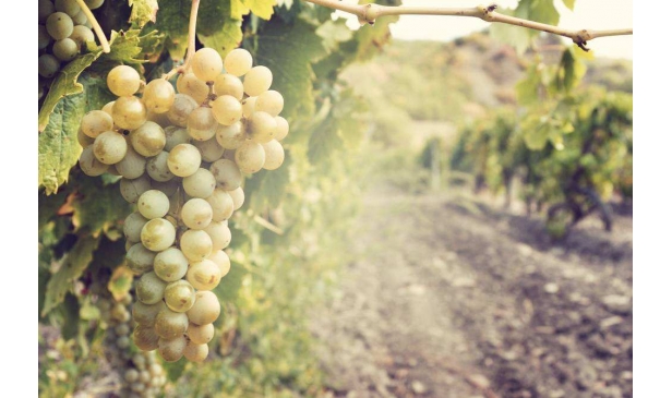 你对波尔多甜白葡萄酒了解多少？
