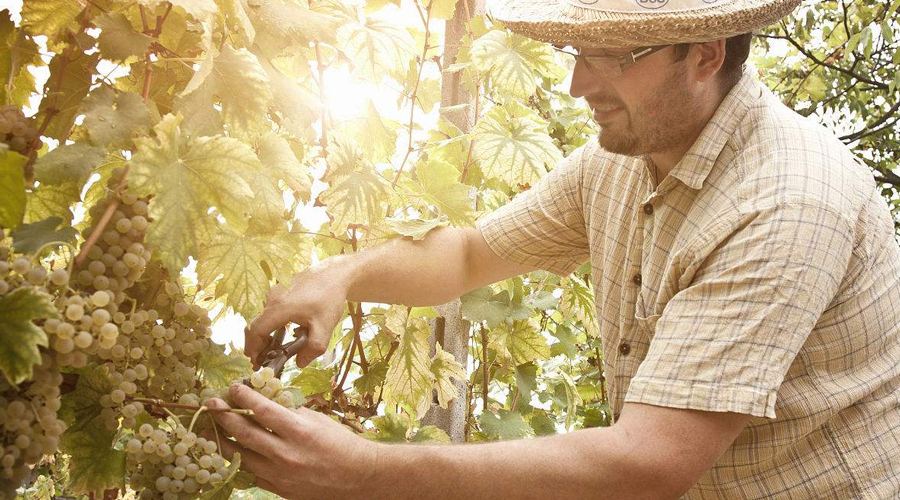 柳州投资进口葡萄酒代理商的市场好不好？