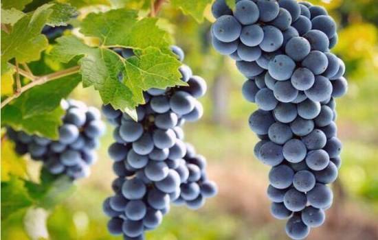你知道法国内格瑞特葡萄品种吗？