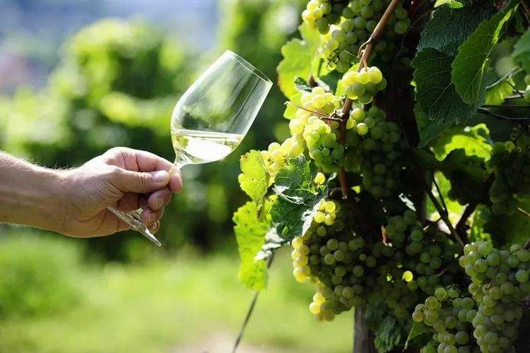 世界十大白葡萄品种长相思产区你最爱哪个？