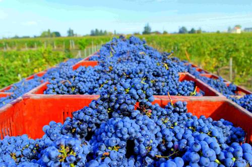 酿酒葡萄与日常吃的葡萄有什么区别呢？