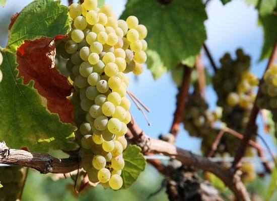 你对霞多丽葡萄品种了解有多少？