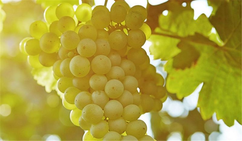 你对葡萄酒庄园种植的白玉霓了解多少？