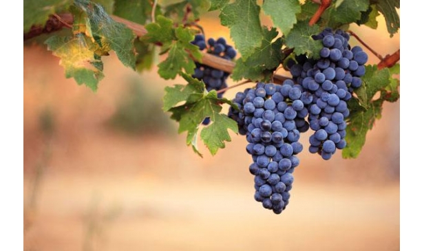 你知道世界十大著名的红葡萄品种吗？