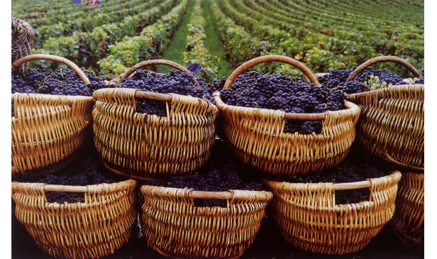世界上最常见的十大红葡萄品种你知道吗？