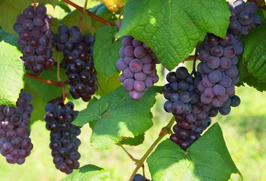 波尔多地区种植最广的葡萄是什么品种？