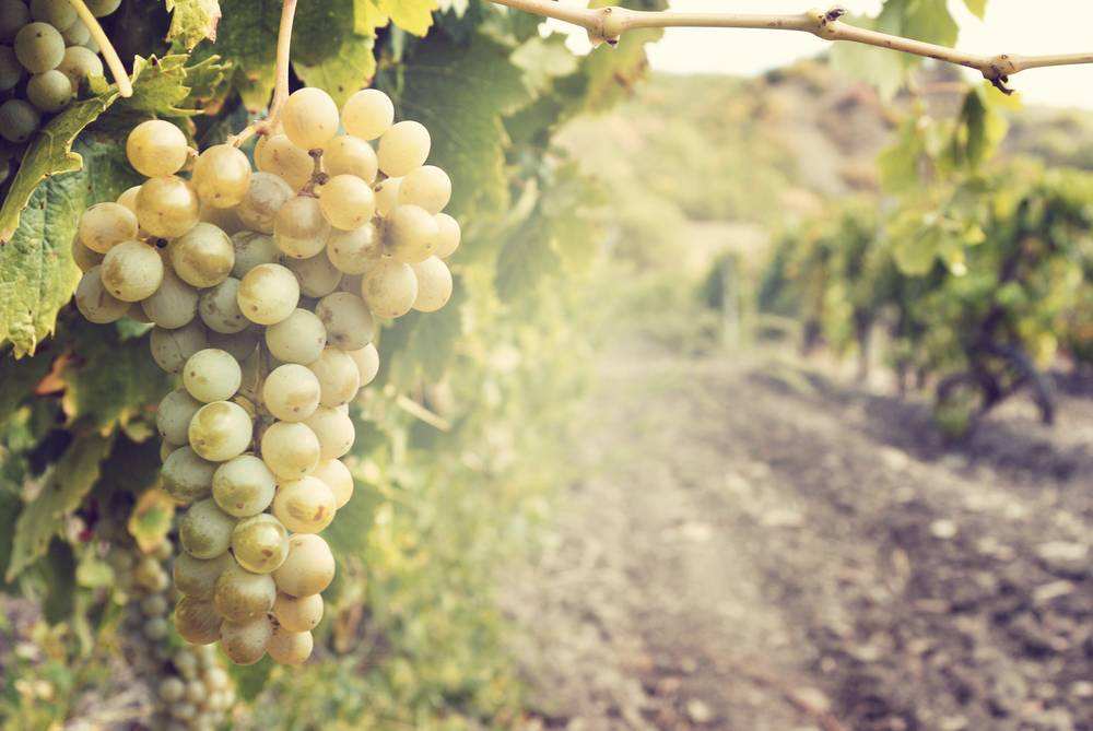 世界上有哪十大白葡萄品种容易被忽略？