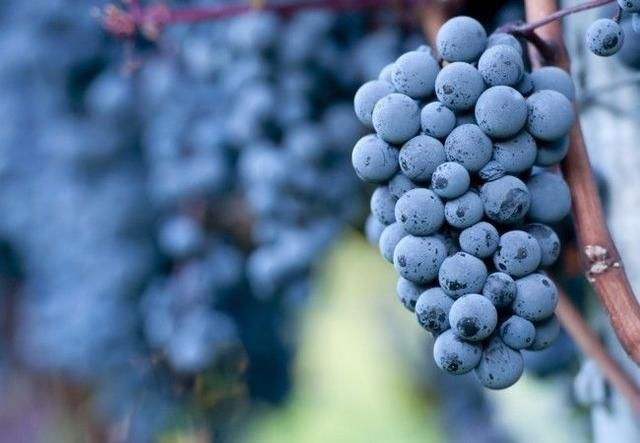 赤珠霞为何能成为世界十大葡萄品种之一？