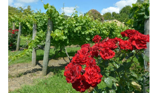 葡萄酒庄园为什么要种玫瑰花？