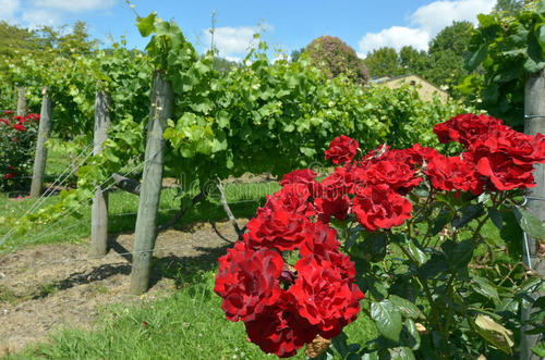 葡萄酒庄园什么要种玫瑰花？