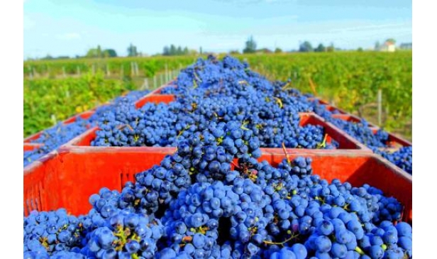 世界十大知名葡萄品种你知道几个？