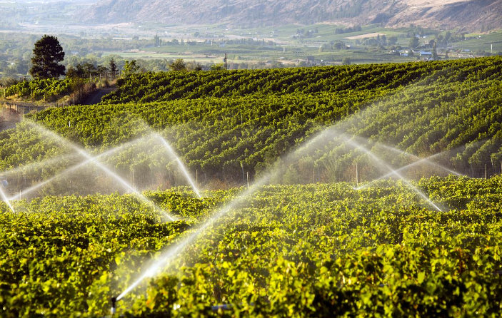 葡萄酒庄园内常用的灌溉方式是什么？