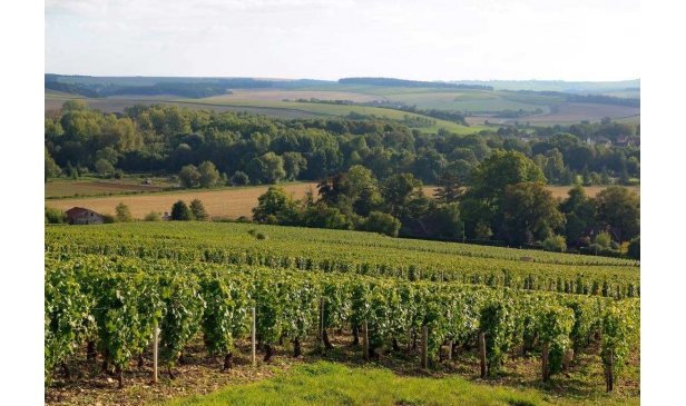 夏布利的七块葡萄酒庄园都有哪些特点？