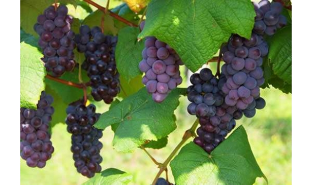 游览葡萄酒庄时可以随意采摘葡萄吗？