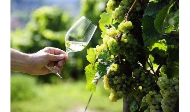 你知道世界上有哪些奇葩的葡萄酒庄园吗？