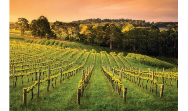 哪些葡萄酒庄能尽显南澳风情？