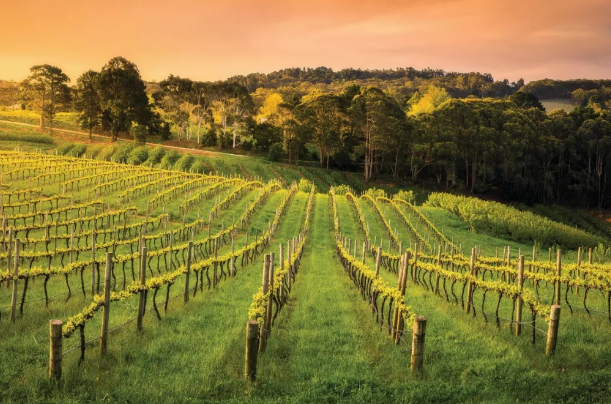 哪些葡萄酒庄能尽显南澳风情？
