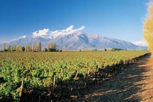 小编带你了解智利最美十大葡萄酒庄！