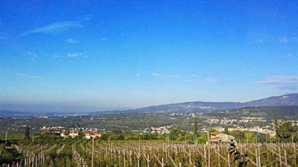 你了解意大利顶级葡萄酒庄吗？
